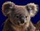 koalap��