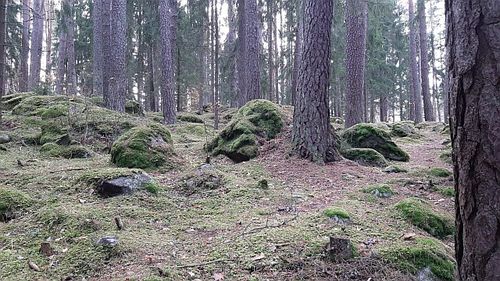 kivimaa